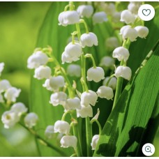 Ароматичне масло Lily of the Valley Конвалія Nature's Garden Crafts