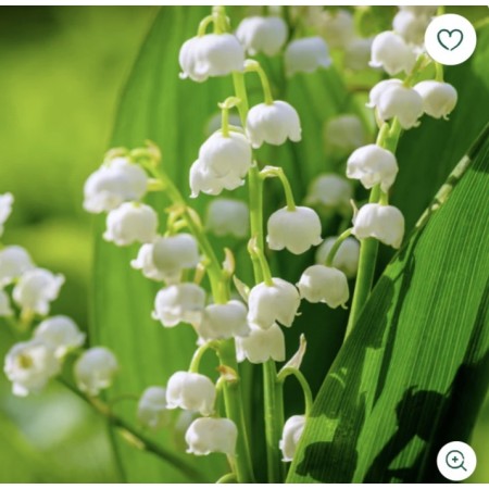 Ароматичне масло Lily of the Valley Конвалія Nature's Garden Crafts