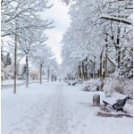 Winter Garden №109, косметична віддушка для мила, свічок, косметики ручної роботи, США, ваніль 0 %