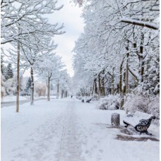 Ароматичне масло Winter Garden від Nature's Garden Crafts – флакон та упаковка