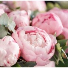 Ароматична олія Pink Peony Paradise з нотами півонії, іланг-ілангу, кокосової води та сандалового дерева