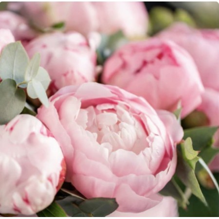 Ароматична олія Pink Peony Paradise з нотами півонії, іланг-ілангу, кокосової води та сандалового дерева