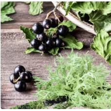 Ароматична олія «Смородина і дубовий мох» Nature's Garden Crafts з нотами чорної смородини та дубового моху