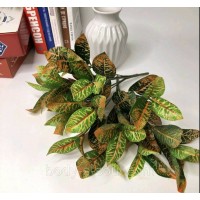 Куст Кротона