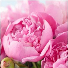 Peony Fragrance Oil Nature’s Garden віддушка півонія для мила свічок косметики
