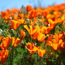 Косметическая отдушка Sunshine Poppies,  про-ль США (Brambleberry), ваниль 0%