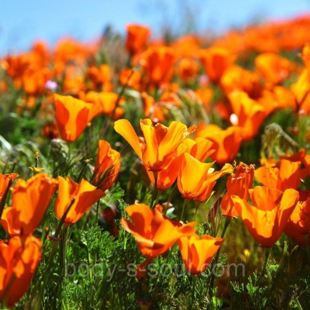 Косметическая отдушка Sunshine Poppies, про-ль США (Brambleberry), ваниль 0% Косметическая отдушка Sunshine Poppies, про-ль США (Brambleberry), ваниль 0%