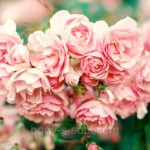 Косметическая отдушка Pink Petals, про-ль США (Brambleberry), ваниль 0% Косметическая отдушка Pink Petals, про-ль США (Brambleberry), ваниль 0%