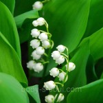 Lily Of The Valley, про-ль США (Brambleberry), ваниль 0% Lily Of The Valley, про-ль США (Brambleberry), ваниль 0%