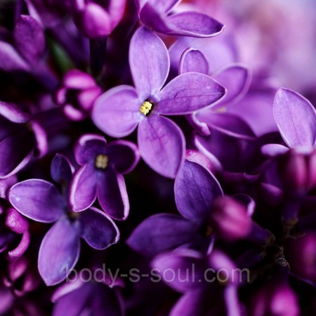 Night Violet, про-ль США (Brambleberry), ваниль 0.2% Night Violet, про-ль США (Brambleberry), ваниль 0.2%