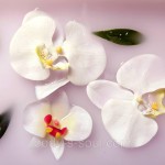 Blushing Orchid №8, про-ль США (Brambleberry), ваниль 2% Blushing Orchid №8, про-ль США (Brambleberry), ваниль 2%