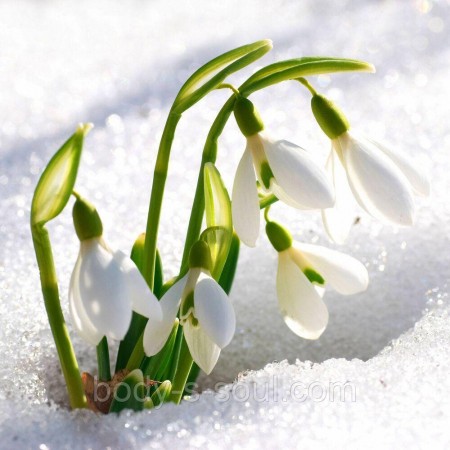 Sparkling Snowdrop, про-ль США (Brambleberry), ваниль 0% Sparkling Snowdrop, про-ль США (Brambleberry), ваниль 0%
