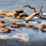 Driftwood and Amber, про-ль США (Brambleberry), ваниль 2.4% Driftwood and Amber, про-ль США (Brambleberry), ваниль 2.4%