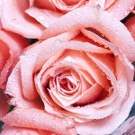 Dewy Rose, про-ль США (Brambleberry), ваниль 0% Dewy Rose, про-ль США (Brambleberry), ваниль 0%