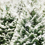 Frosted Fir, про-ль США (Brambleberry), ваниль 0% Frosted Fir, про-ль США (Brambleberry), ваниль 0%