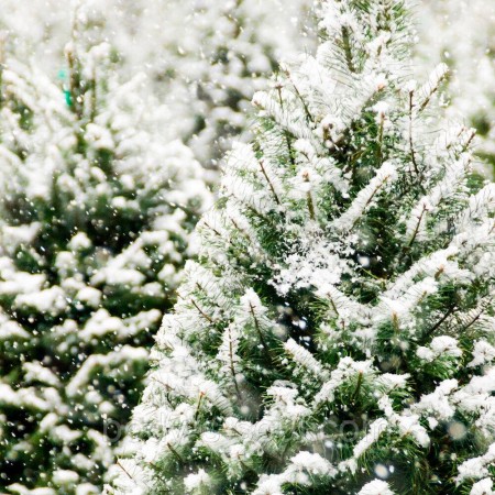 Frosted Fir, про-ль США (Brambleberry), ваниль 0% Frosted Fir, про-ль США (Brambleberry), ваниль 0%