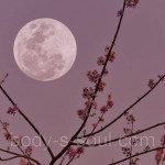 Violet Moondance, про-ль США (Brambleberry), ваниль 0% Violet Moondance, про-ль США (Brambleberry), ваниль 0%