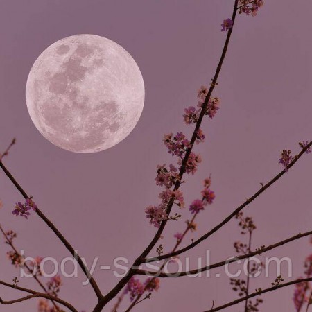 Violet Moondance, про-ль США (Brambleberry), ваниль 0% Violet Moondance, про-ль США (Brambleberry), ваниль 0%