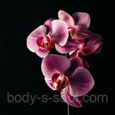 Bewitched Orchid, про-ль США (Brambleberry), ваниль 0%