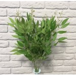 Кущ рускуса,довжина 36 см Кущ рускуса,довжина 36 см