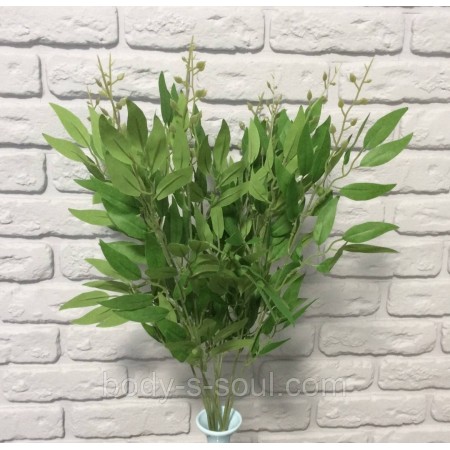 Кущ рускуса,довжина 36 см