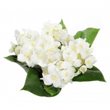 Отдушка  для мыла Жасмин, Floressence