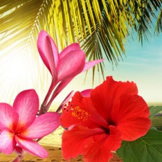 Ароматизатор Гавайське море Hawaiian Sea Mist Fragrance Oil Nature’s Garden