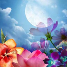 Moon Flower Fragrance Oil ароматичне масло нічний жасмин троянда лілія