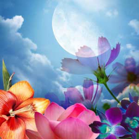 Moon Flower Fragrance Oil ароматическое масло ночной жасмин роза лилия