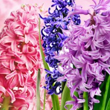 Ароматична олія «Гіацинт» (Hyacinth) – Nature’s Garden Crafts