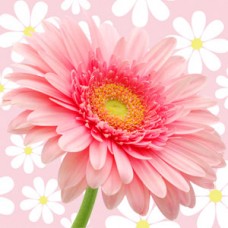 Ароматичне масло Gerbera – свіжий квітковий аромат для мила і свічок