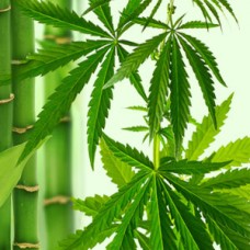 Ароматична олія Bamboo Hemp Nature’s Garden для свічок, мила та косметики