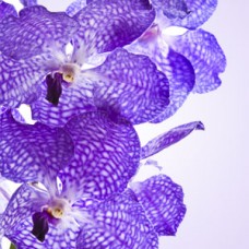 Ароматичне масло VANDA ORCHID для мила, свічок і косметики