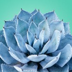 Косметические отдушки для мыла, свечей №63 Голубая агава, Ваниль 0% Косметические отдушки для мыла, свечей №63 Голубая агава, Ваниль 0%